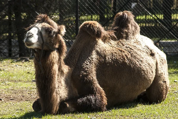 Bactrial kameel abed — Stockfoto