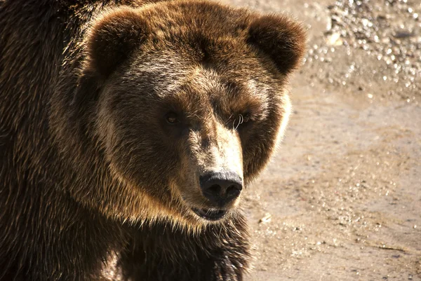 Cabeça de urso pardo — Fotografia de Stock