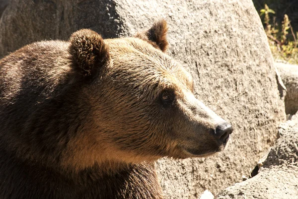 Grizzly bear head right profile — Stock Photo, Image