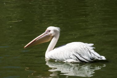 Pelikan göl su dolu profil