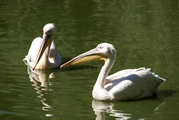Dwa pelikany blisko siebie — Zdjęcie stockowe