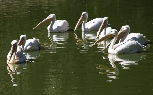 Pelican covey in lake waters — Stock Photo, Image