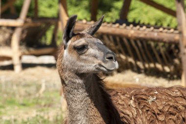 Lama baş sağ profil