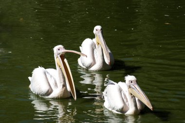 Göl sularının içinde üç Pelikan