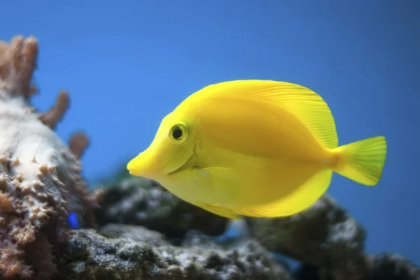 Zebrasoma żółta ryba — Zdjęcie stockowe