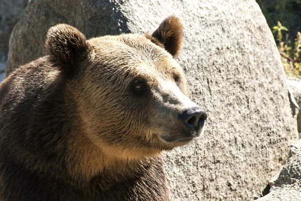 Grizzly bear head right profile — Stock Photo, Image