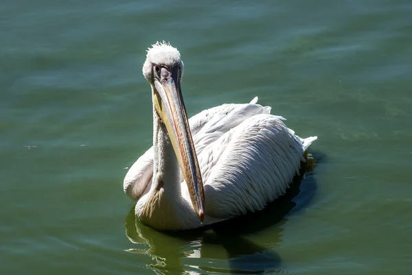 Pelican in lake waters full face — Stock Photo, Image