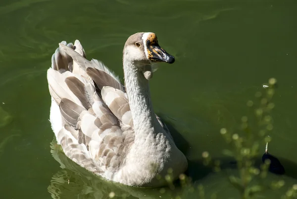 Swan goose semi profile — Stock Photo, Image