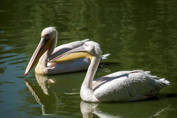 Two pelicans close together — Stock Photo, Image