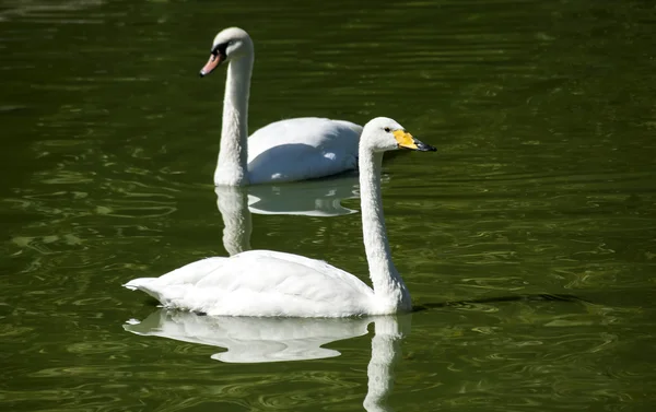 Two swan gooses in lake — Stock Photo, Image