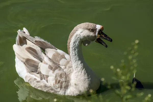 Swan gås fullständiga profil — Stockfoto