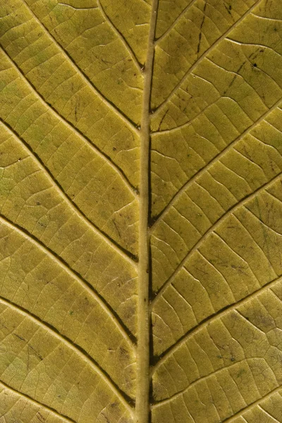 Структура листьев — стоковое фото