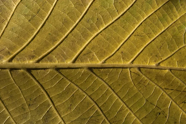 Структура листьев — стоковое фото