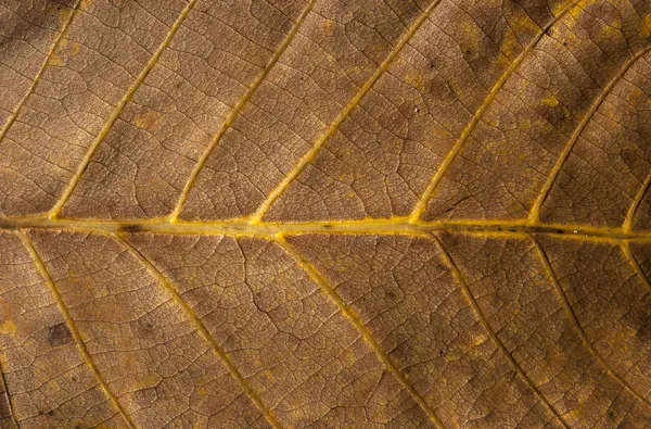 Droge blad structuur — Stockfoto