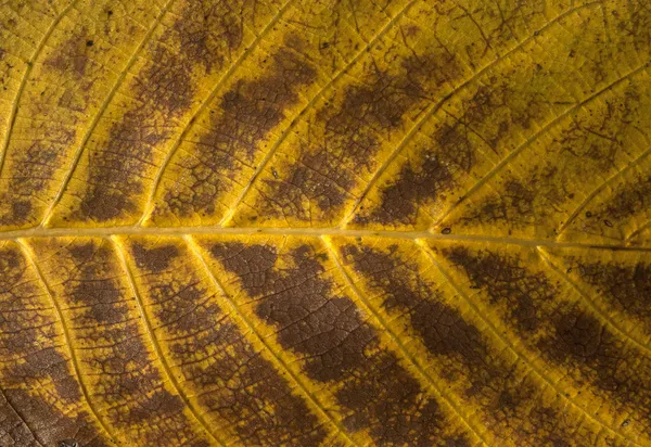 Estructura de la hoja de otoño —  Fotos de Stock