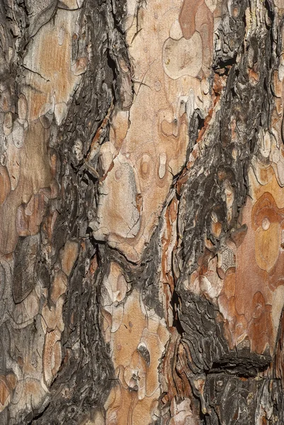 Abeto corteza de árbol primer plano —  Fotos de Stock