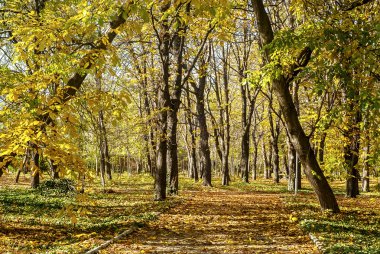 Sonbaharda park yeri