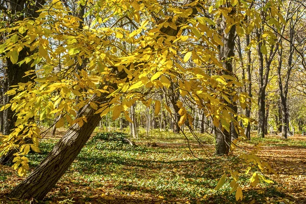 Parque árvore no outono — Fotografia de Stock