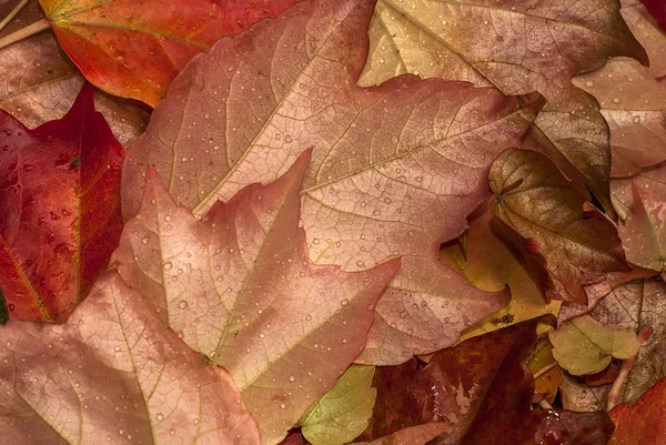 Hojas húmedas caídas de otoño —  Fotos de Stock