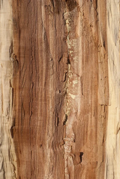 Núcleo de madeira de carvalho — Fotografia de Stock