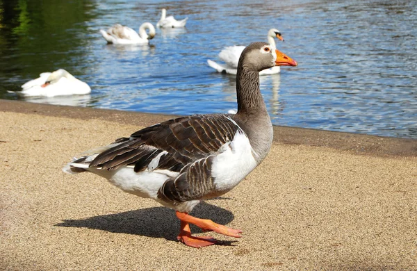 Duck closeup — Stock Photo, Image