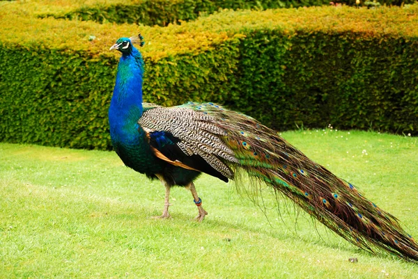 Peacock in park — Stock Photo, Image