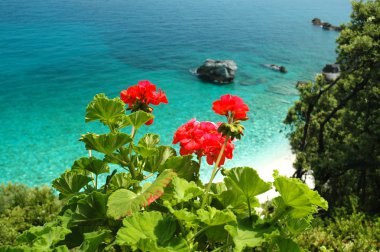 kırmızı çiçekler