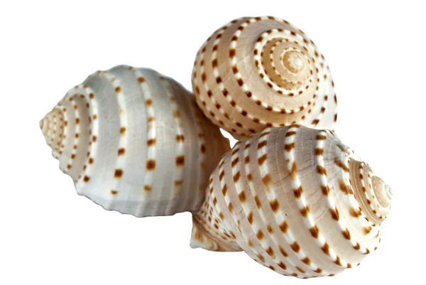 Üç deniz kabuğu kabuğu — Stok fotoğraf