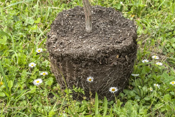 Pflanze mit freiliegenden Wurzeln und Boden — Stockfoto