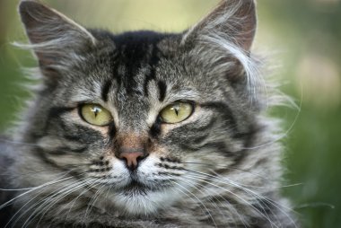 kedi kafası