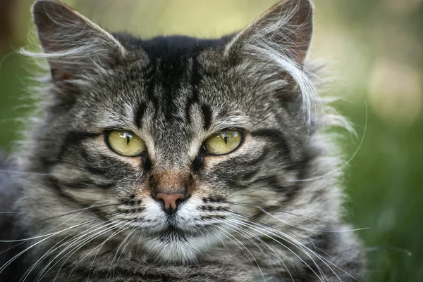 Cabeça de gato — Fotografia de Stock