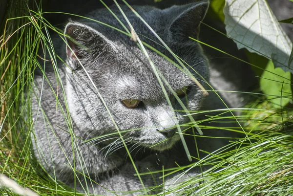 Gri kedi kafa portre — Stok fotoğraf