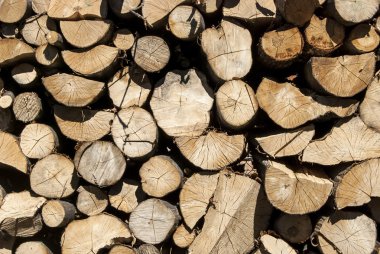 yığılmış meşe odunları portre