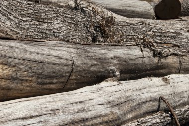 günlükleri meşe odun kesmek