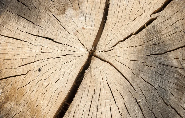 Dubové protokolu povrch jako pozadí — Stock fotografie