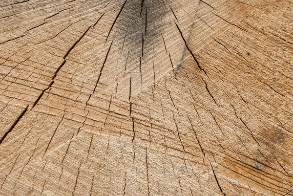 Chêne log surface comme fond — Photo