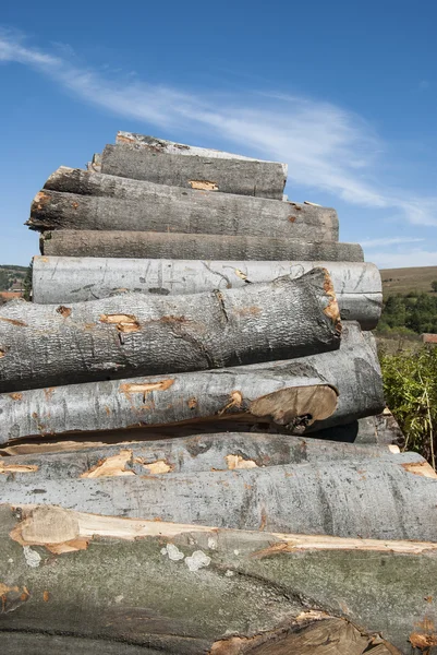 Madeira de faia cortar logs — Fotografia de Stock