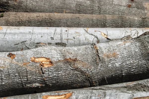 Bukové dřevo řezané protokolů — Stock fotografie
