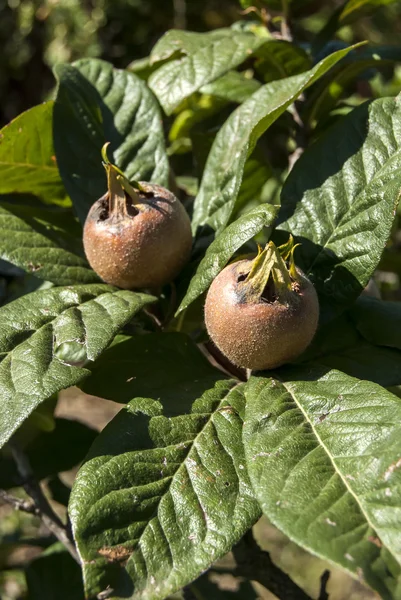 Fruta fresca del níspero — Foto de Stock