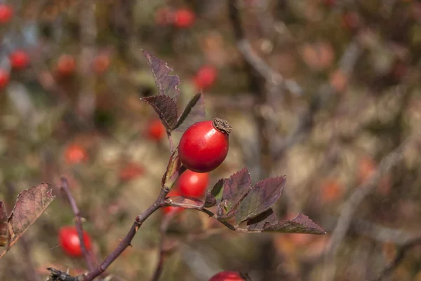 Kutya rose gyümölcsök — Stock Fotó