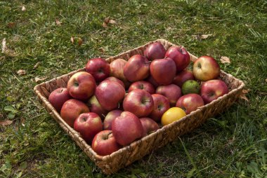 Kırmızı elma ile hasır sepet