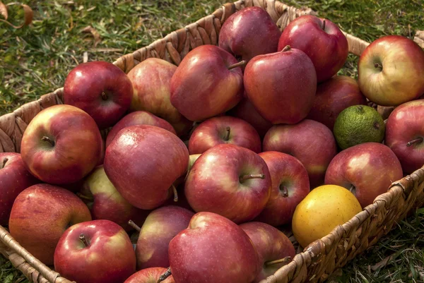 Cesta de vime com maçãs vermelhas — Fotografia de Stock