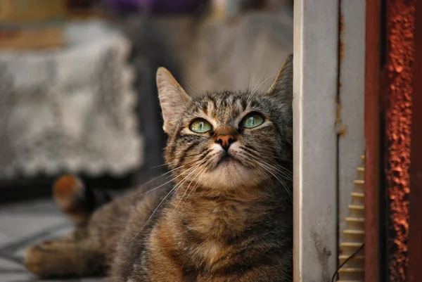 Street cat closeup — Stock Photo, Image