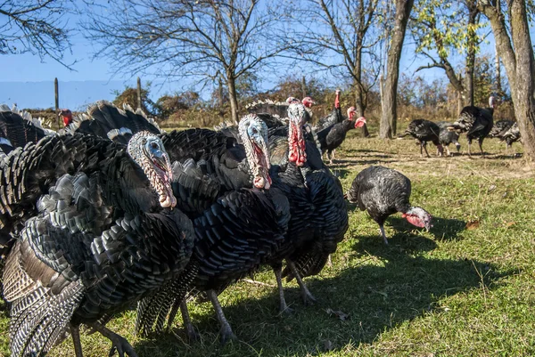 Vrije uitloop binnenlandse kalkoenen — Stockfoto