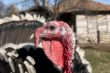 Yurtiçi Türkiye portre