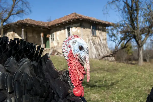 Εγχώρια Τουρκία closeup — Φωτογραφία Αρχείου