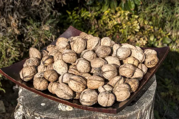 Freshly picked walnuts — Stock Photo, Image