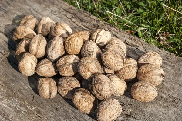 Свежесобранные грецкие орехи — стоковое фото