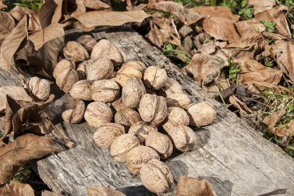Čerstvě vybral vlašské ořechy — Stock fotografie