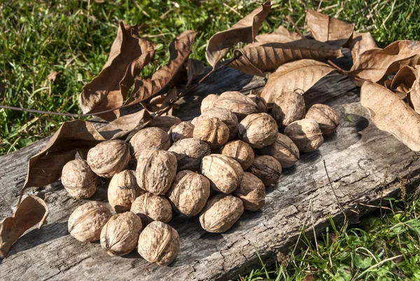 Čerstvě vybral vlašské ořechy — Stock fotografie